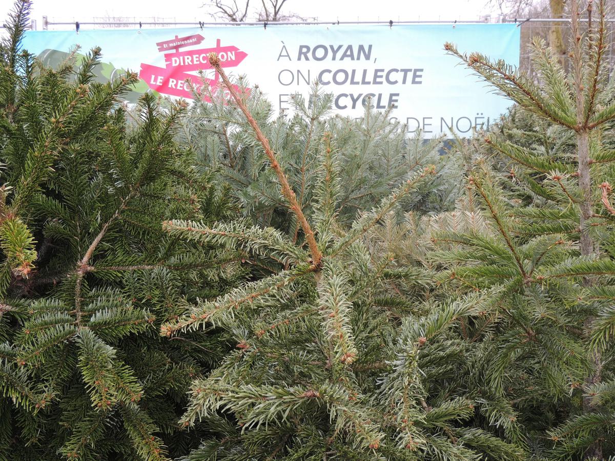 , Quatre sites à Royan pour déposer les sapins de Noël