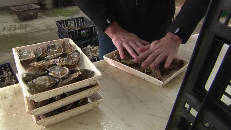 , « Avec ce virus, les gens font l’amalgame entre les régions » : la vente des huîtres de Marennes Oléron en chute libre